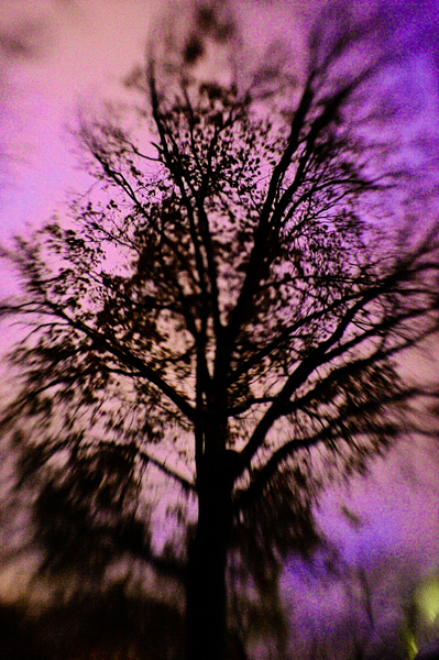 cool tree