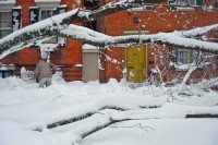 downed trees downtown