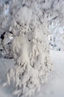 winter wonderland