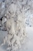 winter wonderland