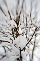 pretty trees