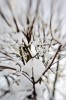 pretty trees